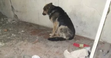 Stire din Social : Gest de neconceput! Și-a legat câinele de gard și l-a părăsit