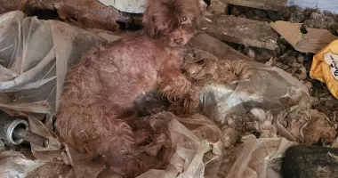 Descoperire șocantă! Cadavre de câini și animale subnutrite ținute în adăpostul groazei din Bărăganu - 3
