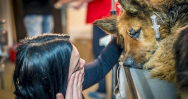 CRUZIME GREU DE IMAGINAT! A VIOLAT UN CÂINE, NU ÎNAINTE DE A-I RUPE COADA ȘI DE A-I SMULGE UN PICIOR - 2