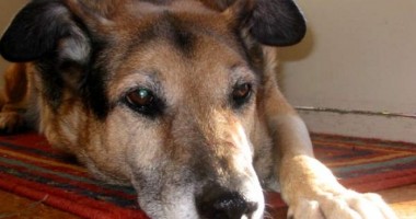 Stire din Eveniment : Legea Protecției Animalelor funcționează la Cerchezu!