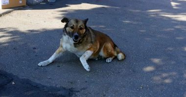 Stire din Social : "Bestiile" din Tomis 3. "Să-i adune cineva de pe străzi, ne-am săturat!"