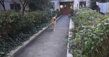 "Bestiile" din Tomis 3. "Să-i adune cineva de pe străzi, ne-am săturat!" - 2