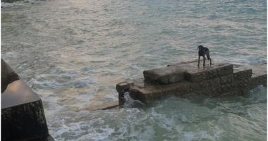 Stire din Actualitate : Un câine, rămas blocat pe o plajă, a fost salvat de Garda de Coastă, în East Sussex