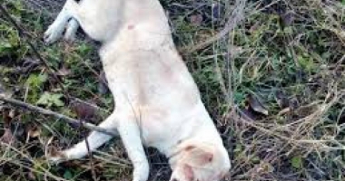 Stire din Eveniment : UN CAZ ȘOCANT TULBURĂ INTERNETUL! Câine împușcat pentru "amuzament" și lăsat să agonizeze