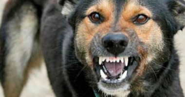 Stire din Eveniment : ȘOCANT! Un copil de șase ani a fost atacat de o haită de câini