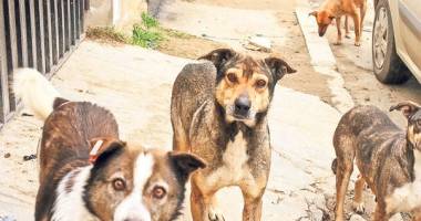 Stire din Social : "Propun dublarea pedepselor pentru cruzimea față de animale"