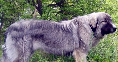 Stire din Cetățenești : Câinele s-a infectat de la căpușă. Ce-i de făcut