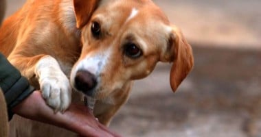 Stire din Actualitate : Protest la Hamburg împotriva legii eutanasierii câinilor fără stăpân din România