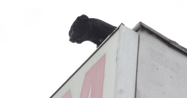 Bodyguarzii "Ham - Ham" pe acoperișul unei piețe din Constanța! - 3