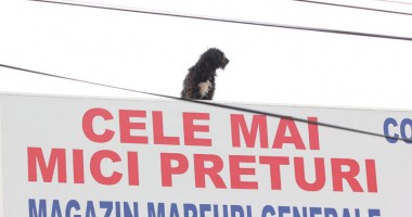 Bodyguarzii "Ham - Ham" pe acoperișul unei piețe din Constanța! - 1