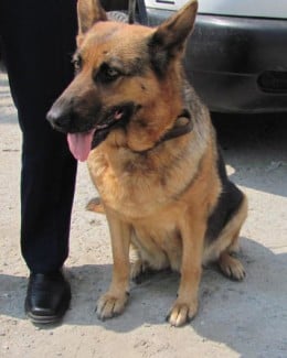Stire din Eveniment : Vreți un câine polițist? Este cuminte și îi place să se joace cu copiii