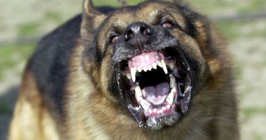 Stire din Eveniment : CÂINE AGRESIV, ABANDONAT DE STĂPÂN PRINTRE COPII, ÎN ȚARA PITICILOR DIN TĂBĂCĂRIE!