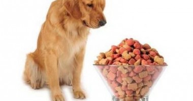 Stire din Cetățenești : Veterinarul pe recepție. Câinele refuză mâncarea. E bolnav?