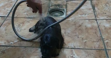 SUFLET SALVAT! Un câine scos din canalizare, adoptat de pompieri!