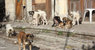 Stire din Social : A ieșit soarele, s-au înmulțit maidanezii!