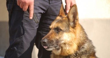 Stire din Eveniment : Centrul Chinologic Sibiu, pe primul loc la Campionatul Național de Dresaj al Câinilor de Serviciu