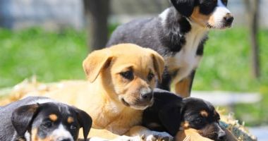 Stire din Social : Adăpostul de animale, închis de Paşte pentru cei care vor să adopte un câine