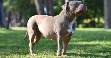 Un bărbat s-a trezit cu doi câini Amstaff în portbagajul maşinii sale. Iată cum s-a întâmplat