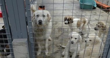 Stire din Actualitate : Marea Britanie impune teste obligatorii pentru câinii importați din România