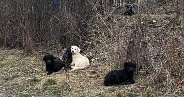 Stire din Social : Cum a rezolvat un primar din România problema câinilor abandonați