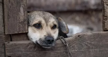 Stire din Social : Legea protecției animalelor, înăsprită