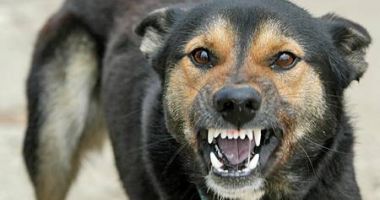 Stire din Eveniment : Doi copii au fost mușcați de câini vagabonzi, pe aceeași stradă. Polițiștii au deschis o anchetă