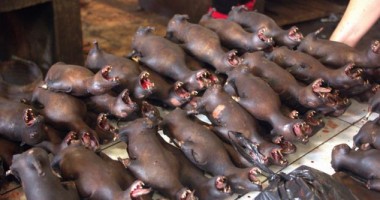 Cum scapă alții de câinii maidanezi. Atenție, IMAGINI ȘOCANTE! - 3