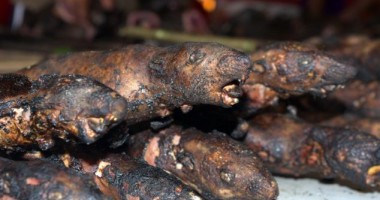 Cum scapă alții de câinii maidanezi. Atenție, IMAGINI ȘOCANTE! - 11