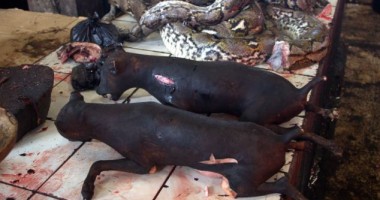 Cum scapă alții de câinii maidanezi. Atenție, IMAGINI ȘOCANTE! - 14