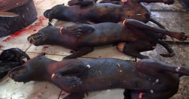 Cum scapă alții de câinii maidanezi. Atenție, IMAGINI ȘOCANTE! - 4