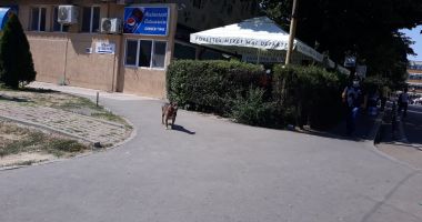 Terorizați de maidanezi! "În situații neprevăzute, nu poți ști ce-i în capul unui câine" - 3