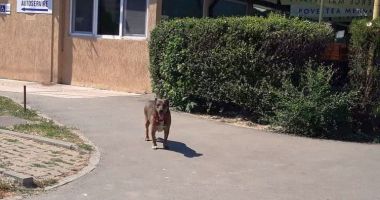 Stire din Social : Terorizați de maidanezi! "În situații neprevăzute, nu poți ști ce-i în capul unui câine"
