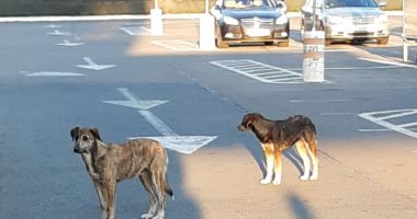 Stire din Social : Câinii fără stăpân, clienți fideli ai supermarketurilor. "Până când vom avea străzile pline de potăi?"