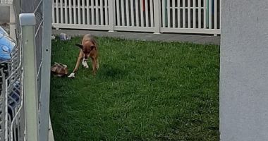 Stire din Social : Câinii maidanezi au început să frecventeze locurile de joacă. "Nici aici nu scăpăm de ei!"