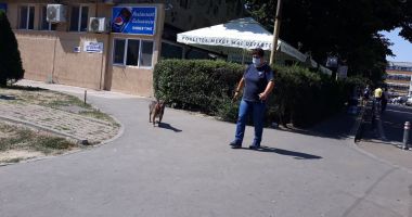Terorizați de maidanezi! "În situații neprevăzute, nu poți ști ce-i în capul unui câine" - 5