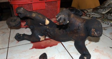 Cum scapă alții de câinii maidanezi. Atenție, IMAGINI ȘOCANTE! - 7