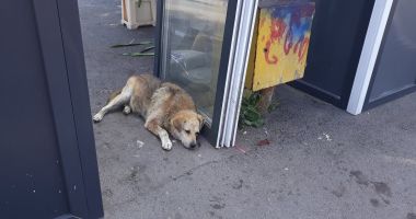 Stire din Social : Turiștii, întâmpinați de maidanezii din zona Gării