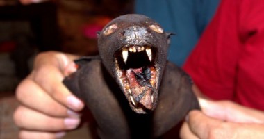 Cum scapă alții de câinii maidanezi. Atenție, IMAGINI ȘOCANTE! - 8