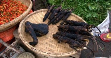 Cum scapă alții de câinii maidanezi. Atenție, IMAGINI ȘOCANTE! - 9