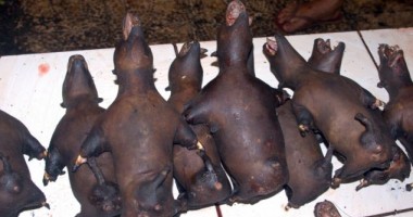 Cum scapă alții de câinii maidanezi. Atenție, IMAGINI ȘOCANTE! - 10