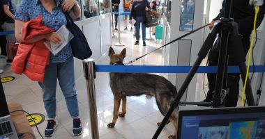 Stire din Eveniment : PREMIERĂ în România! Un bărbat cu COVID-19 a fost depistat pe aeroport cu ajutorul unui câine polițist