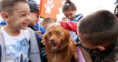 Stire din Social : Problema câinilor maidanezi, rezolvată cu umanitate, la Agigea