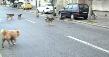 Stire din Eveniment : O elevă a fost sfâșiată de câini