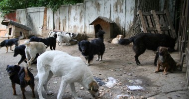 Stire din Politică-Administrație : MAIDANEZII vor fi eutanasiați / Își vor da constănțenii acordul?