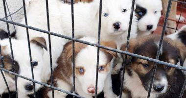 Stire din Social : Ce se întâmplă cu câinii comunitari din Constanța. Anunț de la Primărie