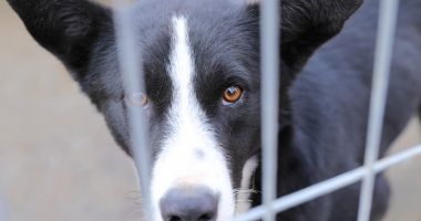 Campania "Adoptă un cățel" continuă în mediul online
