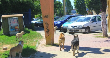 Invazia maidanezilor la Constanța. Câinii fără stăpân terorizează cartiere întregi - 6