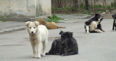 Stire din Politică-Administrație : Legea câinilor fără stăpân, dezbătută peste o săptămână