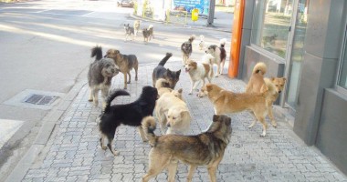 Stire din Social : Haitele de maidanezi au pus stăpânire pe Constanța!