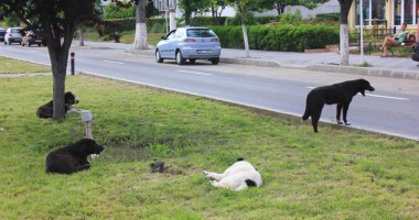 Câinii maidanezi fac legea  / Cum ar putea CONSTANȚA să scape de CÂINI? - 2